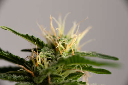 Green plant of marijuana. Legal cannabis cultivation. Medical indica with CBD.の写真素材
