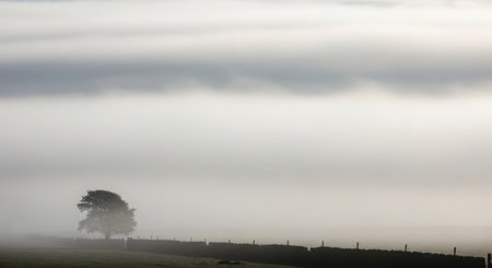 A single tree in a misty field in the English countryside.の素材