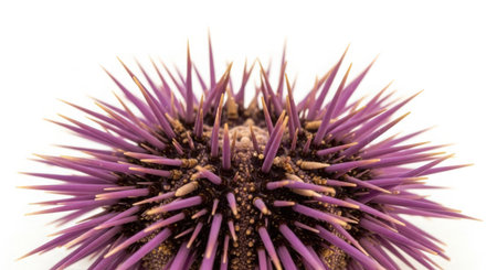 Sea urchin on a white background. Close-up.の素材