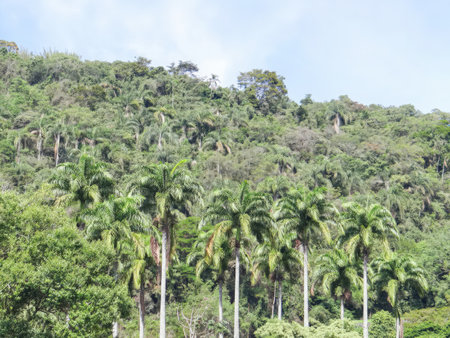 Palm trees on the hillside