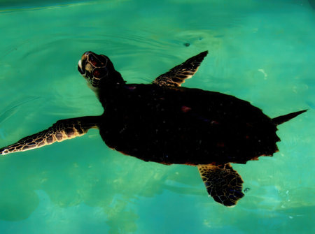 Green Sea Turtle swimming in the clear water of the ocean with reflection