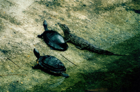 Turtles in the rainforest of Brazilの写真素材
