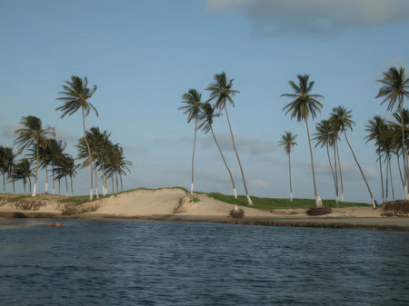 Palm trees and sand dunes on the islandの写真素材