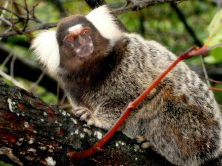A Common Marmoset - Saguinus marmosetus