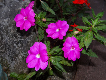 Pink flowers of Impatiens with green leaves in the garden.の写真素材