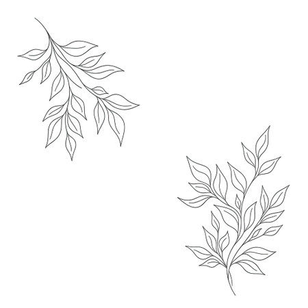 Set of outline leaves. Hand drawn floral elements. Vector illustration.のイラスト素材