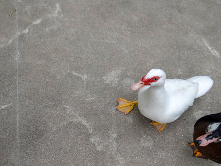 Duck on the cement floor, shallow depth of field with copy spaceの写真素材