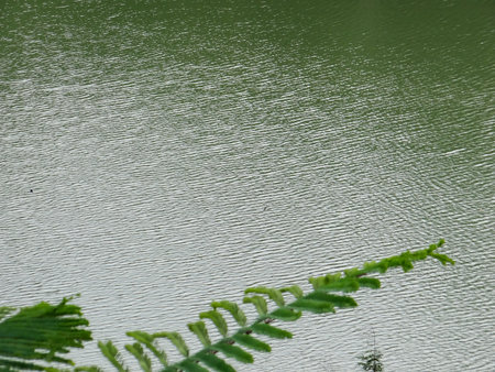 Green fern leaf on the surface of the water in the parkの写真素材