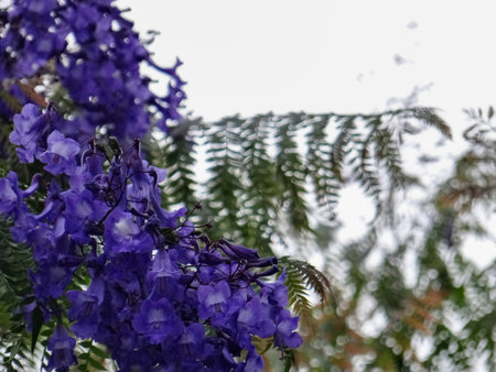 Jacaranda or silk jacaranda in garden at Thailandの写真素材