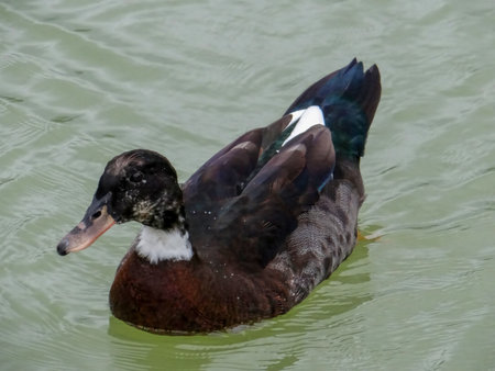Mallard duck swimming on a lake during the Summerの写真素材