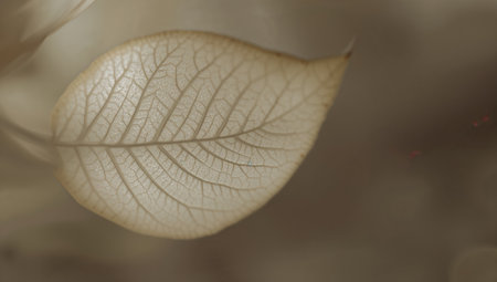 Close up of a leaf, soft focus, shallow DOF.の素材