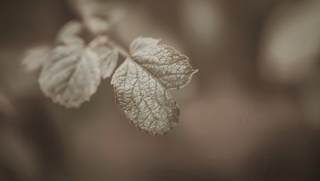 close up of rose leaves in the garden - retro, vintage style lookの素材