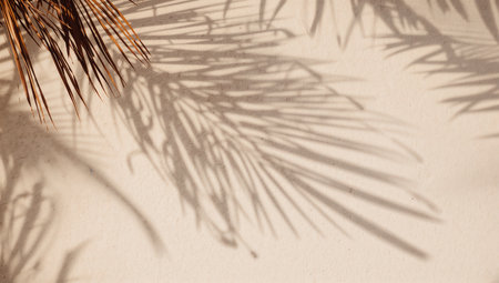 Palm leaves shadow on white wall background. Copy space for textの素材