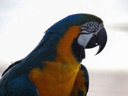Blue-and-yellow macaw (Ara ararauna)の写真素材