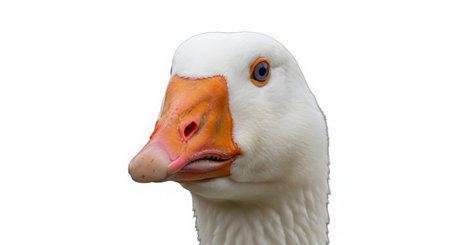 Portrait of a white goose on a white background. Close-up.の素材