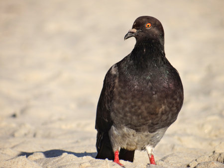 Pigeon on the beach.の写真素材