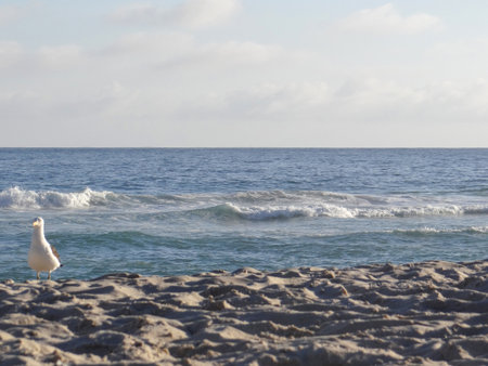 Seagull on the beach.の写真素材