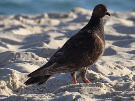 Pigeon on the beach. Close up. Shallow depth of field.の写真素材