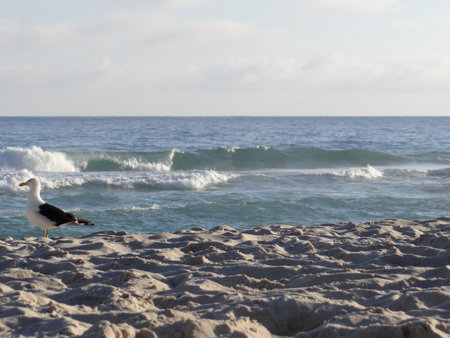 Seagull on the beach in Fuerteventura, Canary Islands, Spainの写真素材