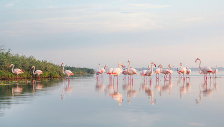 Pink flamingos in a lake at sunrise, Camargue, Franceの素材