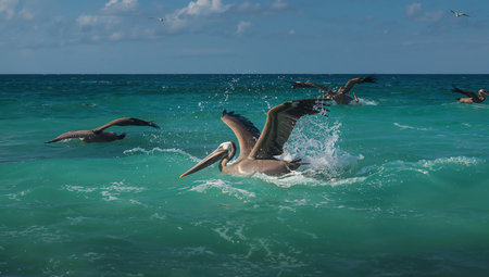 Pelicans on the beach in Varadero, Cuba.の素材