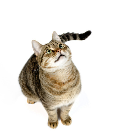 Beautiful cat sitting on a white background looking up の写真素材