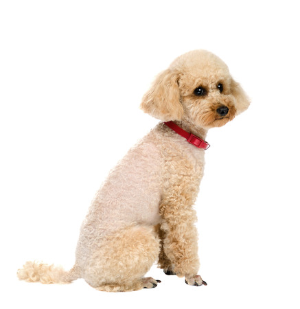 Dog Toy Poodle sitting and looking forward on a white background with a red collar.の写真素材