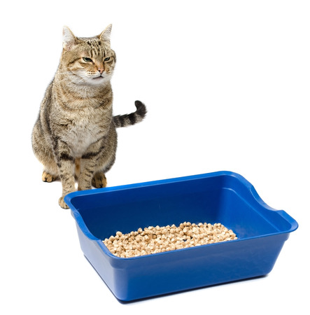 Beautiful cat sitting near the blue toilet filled on a white background の写真素材