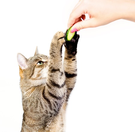 The cat eats a cucumber. Isolated on white background.の写真素材
