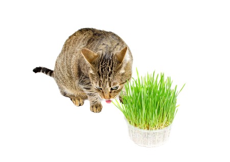 The pet cat eating fresh grass, on a white background.の写真素材