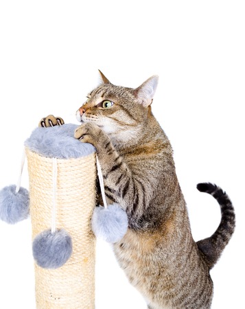 beautiful cat scratching post