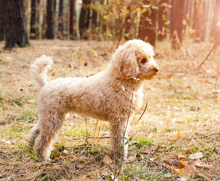 Small poodle on a background autumn forest in the sunlight.の写真素材