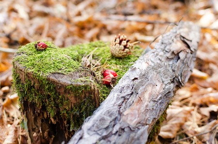 Red berries of wild rose on a stump in the autumn forest.の写真素材