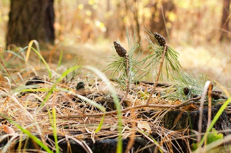 Pine cones on a branch in the autumn forest.の写真素材