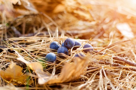Blueberries on the dry pine needles, bright sunshineの写真素材