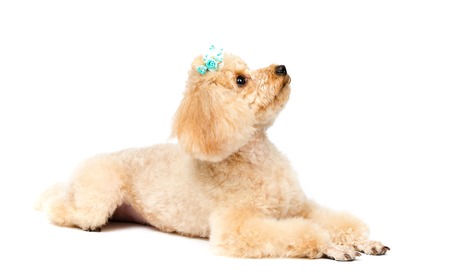 Toy poodle lying on white background and looking up.の写真素材