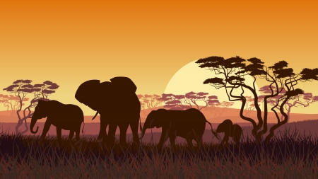 Horizontal vector illustration of wild elephants in African sunset savanna with trees.のイラスト素材