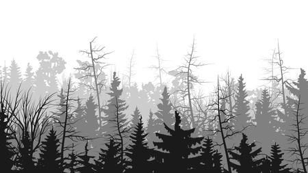 Vector horizontal illustrations coniferous treetops forest (pine, spruce, cedar).のイラスト素材
