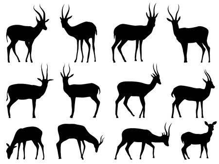Set vector silhouettes of African antelope.のイラスト素材