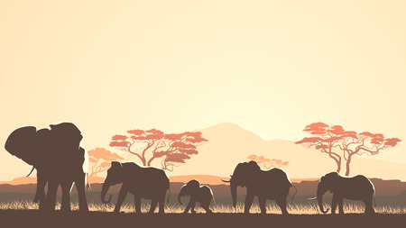Horizontal vector illustration wild herd of elephants in African sunset savanna with trees.のイラスト素材
