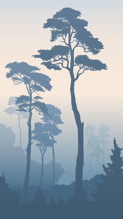 Vertical illustration of morning coniferous forest with tall pines (in blue tone).のイラスト素材