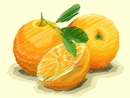 Vector illustration graphic arts sketch of drawing fruit oranges with half.のイラスト素材