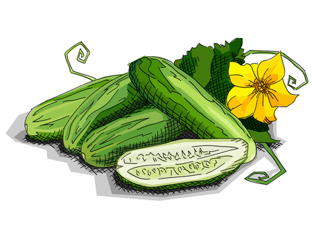 Vector illustration graphic arts sketch of drawing vegetable cucumbers with half.のイラスト素材