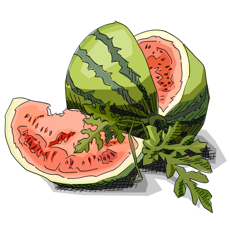 Vector illustration graphic arts sketch of drawing watermelon with half.のイラスト素材