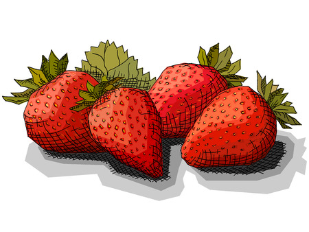 Vector illustration graphic arts sketch of drawing strawberries with leaf.のイラスト素材