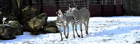 zebras in the snowの写真素材