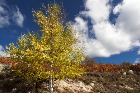 Yellow birch tree and blue sky in fall の写真素材