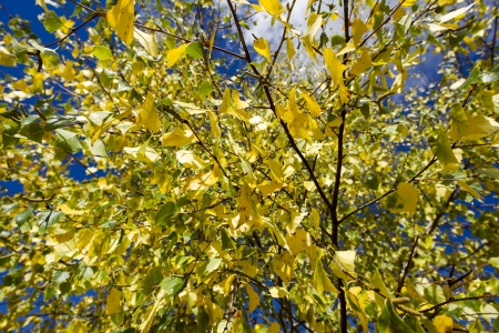 Autumn yellow leaves on a birch tree の写真素材