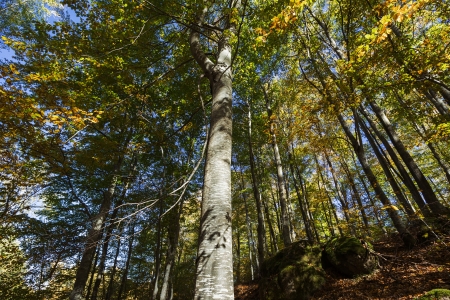  Beech Forest during Autumn の写真素材