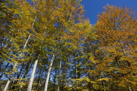  Beech Forest during Autumnの写真素材